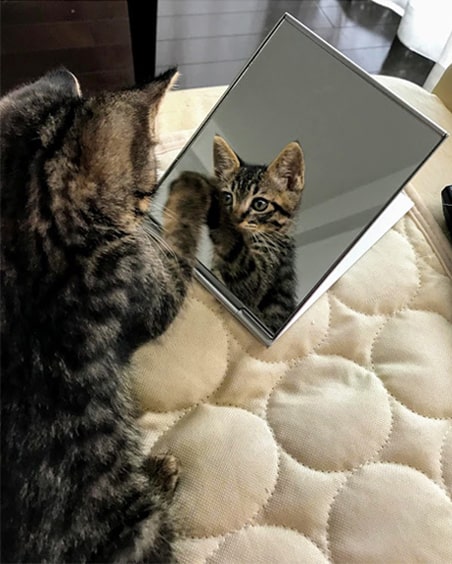 鏡に向かって猫パンチする子猫