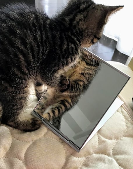 鏡の裏を探す子猫