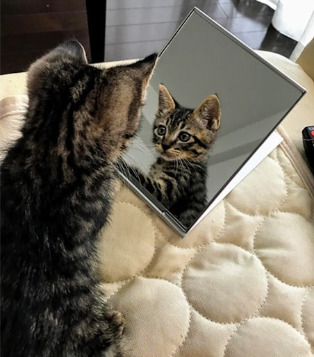 鏡に向かう子猫