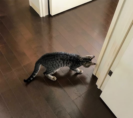 恐る恐る近づく子猫