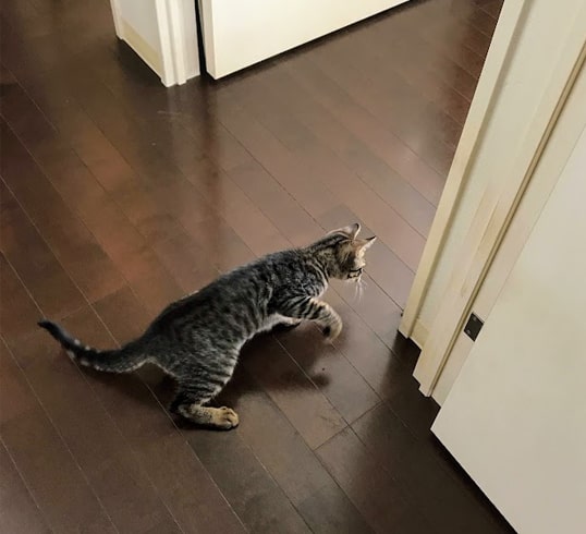 何者かに猫パンチを繰り出す子猫