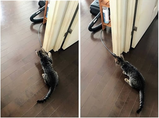 掃除機コードを怖がる子猫