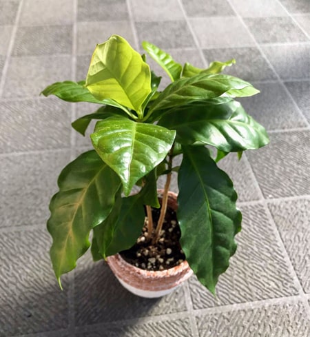 11æã®ãã©ã³ãã®ã³ã¼ãã¼ãã