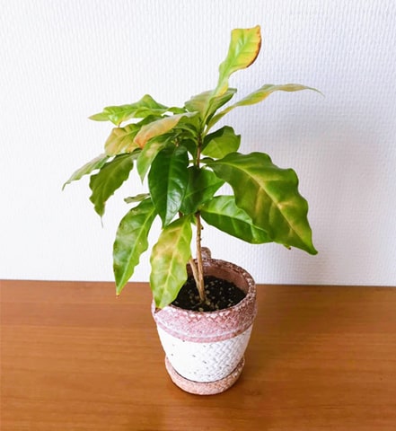 2æã®å®¤å
ã®ã³ã¼ãã¼ãã