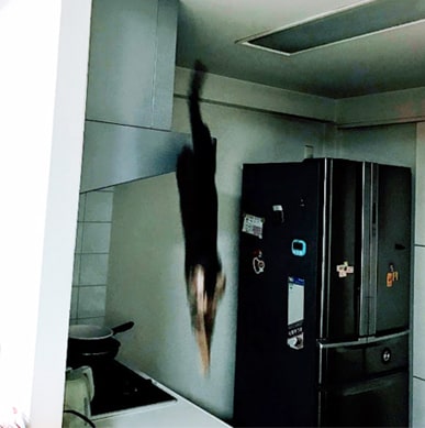 ã¬ã³ã¸ãã¼ãããé£ã³éããç«