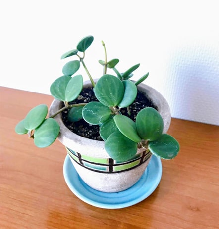 æ ªåããã2æã®ããããã¢ãã¼ã