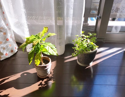 室å
ã§è¦³èæ¤ç©ã«æ¥å
æµ´ãããã