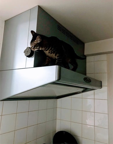レンジフード横のミニスポンジを気にする子猫