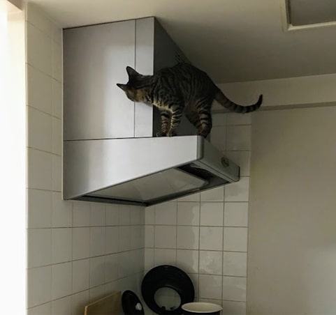 猫のジャンプ力 あのスポンジに届く日が来るなんて 山にトラロープ