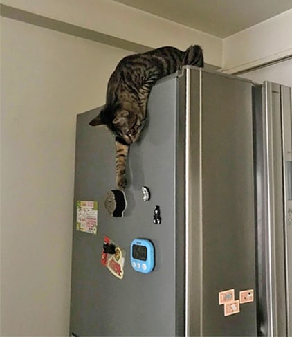 冷蔵庫上からスポンジを取ろうとする子猫