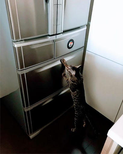 冷蔵庫を見上げる子猫