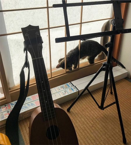 障子を剥がして歩く子猫