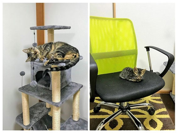 半年前と現在の子猫大きさ比較