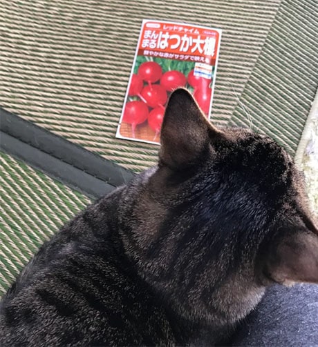 はつか大根の種と子猫