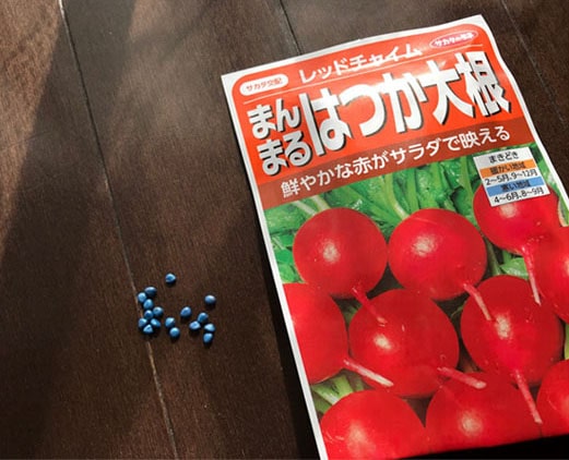まんまるはつか大根の青い種