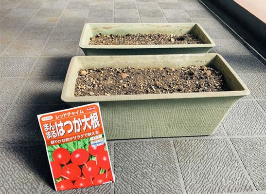 まんまるはつか大根をプランターに撒く