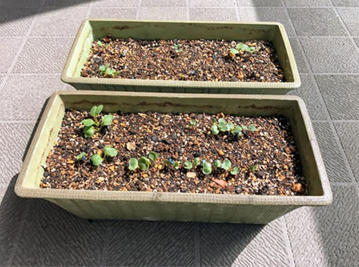 はつか大根の種をまいた2つのプランター