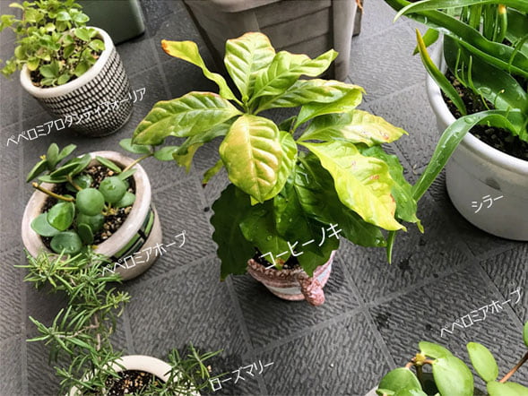 ベランダの植物
