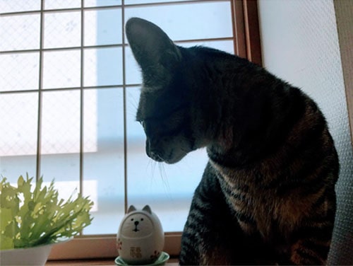 エコ加湿器を見つめる子猫