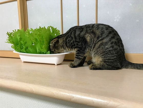 エコ加湿器から水を飲む子猫