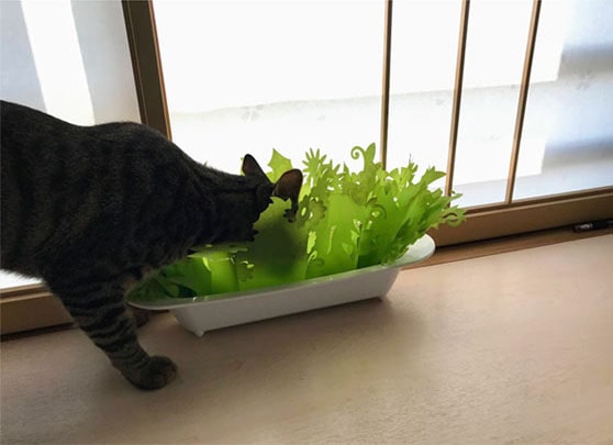 エコ加湿器に豪快に頭を突っ込む子猫