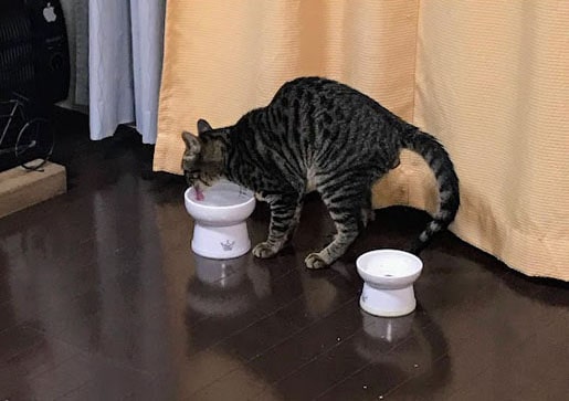 ラクダのような背中をして水を飲む子猫