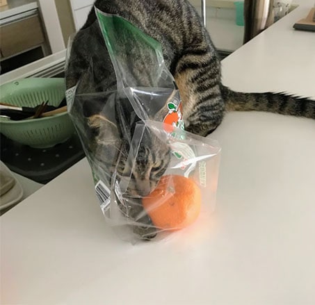 ビニール袋に入ったいよかんに辿り着く子猫