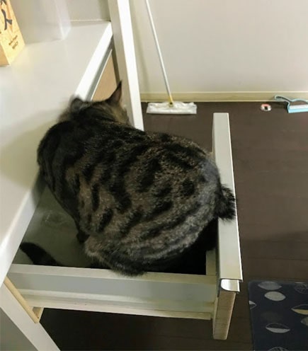 引き出しを物色する猫