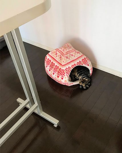 お気に入りの赤い猫ハウスで寝る子猫