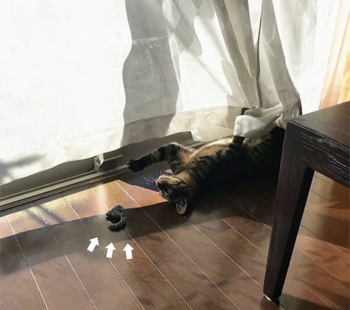 ネズミのおもちゃを見つめる子猫