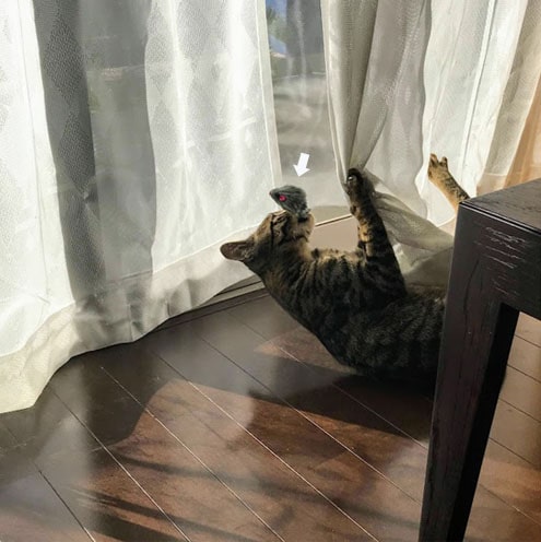 ネズミのおもちゃをくわえる子猫