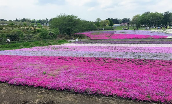 富田さとにわ耕園内の芝桜