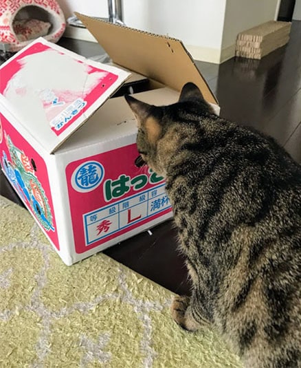 段ãã¼ã«ç®±ãè¦ã¤ããåç«