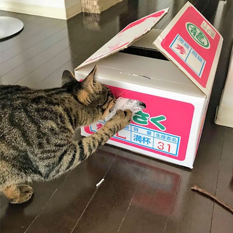 段ãã¼ã«ã®ä¸ããå¼ã£å¼µãåºãåç«