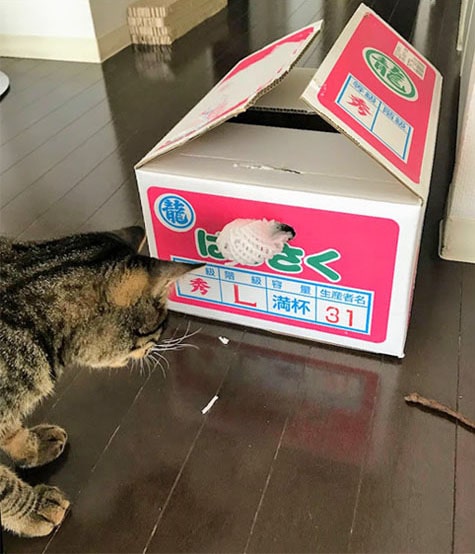 段ãã¼ã«ããåºã¦æ¥ãçºæ³¡ã¹ããã¼ã«ããããåç«