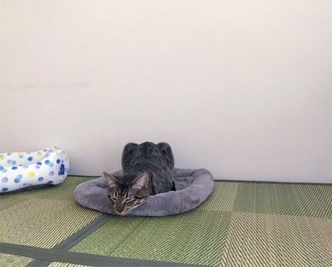 ã°ã¬ã¼ã®ãããã«ãããããã¼ãºã§å¯ãåç«