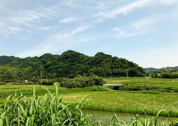 田んぼの田園風景