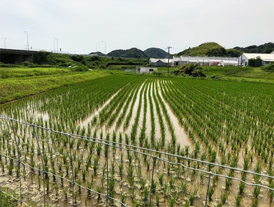 田植えの終わった田んぼ
