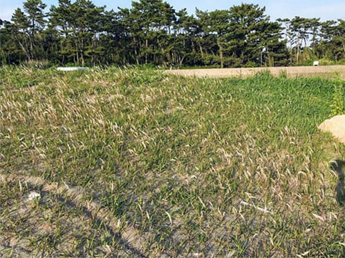 海辺に生息する綿毛植物
