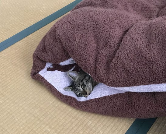 毛布にくるまって眠る子猫