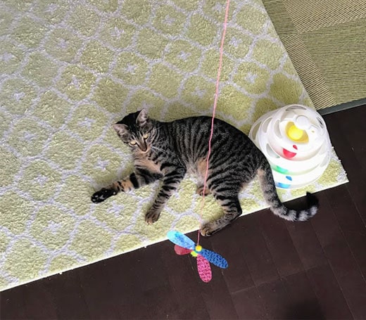 初めてカシャぶんを見た子猫