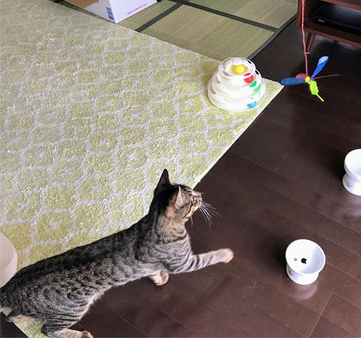 カシャぶんを見つけて近寄る子猫