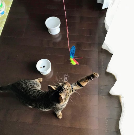 カシャぶんを捕まえようと手を出す子猫
