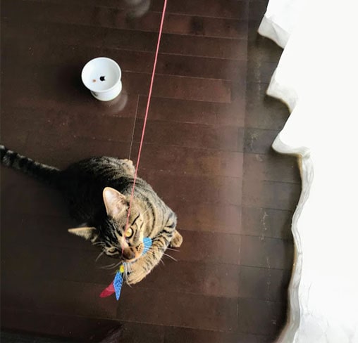 カシャぶんを捕まえた子猫