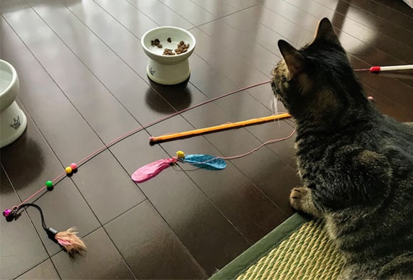 カシャぶんに飽きてしまった子猫