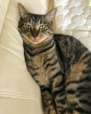 ソファ上でうつろな目で見つめる子猫