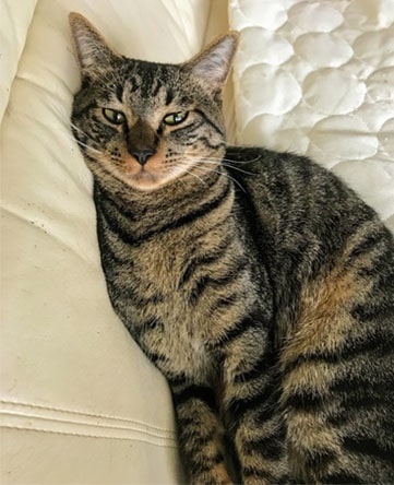 ソファ上で目を細めて見つめる子猫