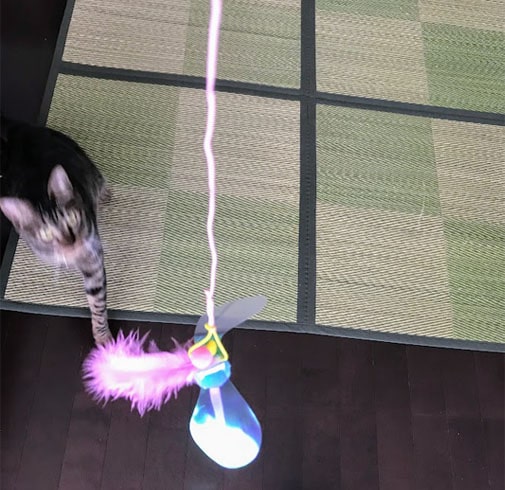 新しいカシャぶんに走ってくる子猫