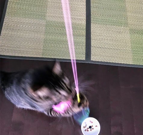 新しいカシャぶんに食いつく子猫