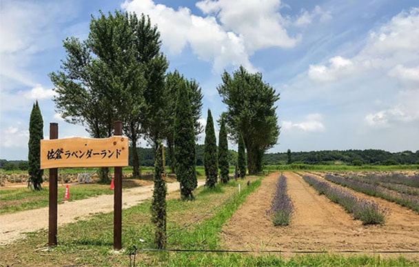 佐倉ラベンダーランド看板